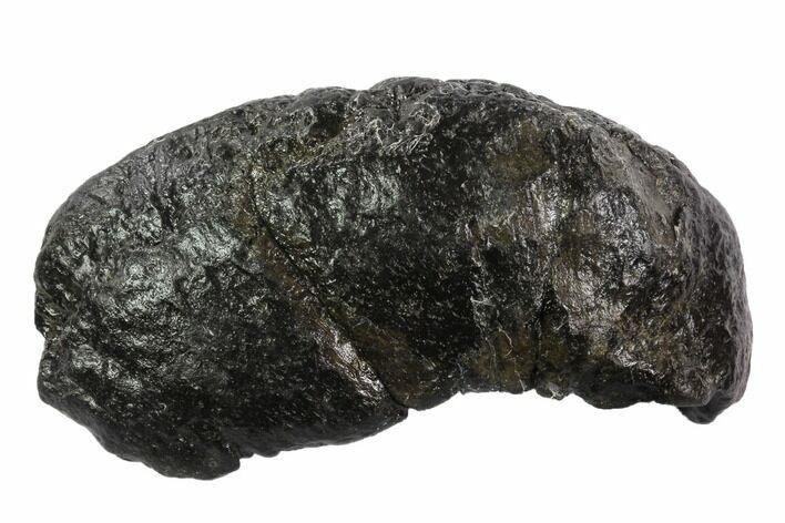 Fossil Whale Ear Bone - Miocene #95751